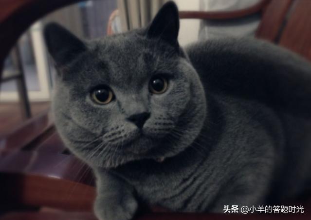 蓝猫怎么饲养,第1张