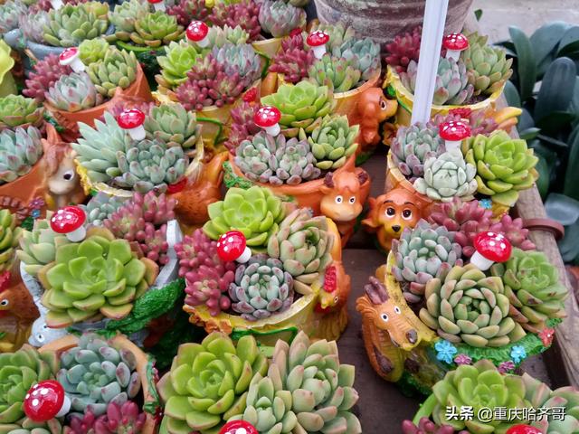 花卉绿植怎么选? 花卉绿植怎么选植物!