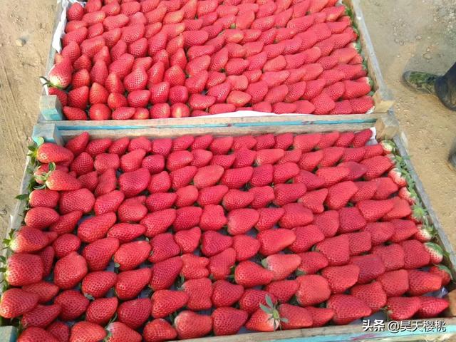 草莓过冬怎么保养好(图3)
