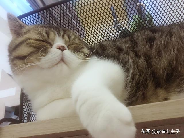 小猫不爱洗澡，用什么办法保持干净,第1张