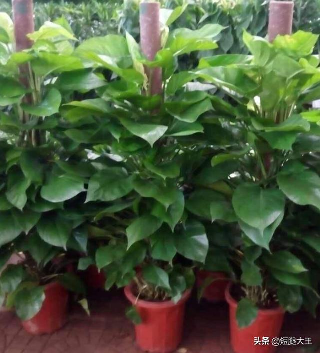 农业种植什么项目前景好挣钱多 种植业什么前景最好