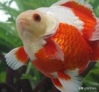 寵物魚種類?寵物魚種類圖片大全和名字!