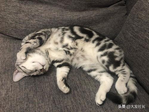 猫丢了怎么办(猫走丢了怎么样才能找回来)