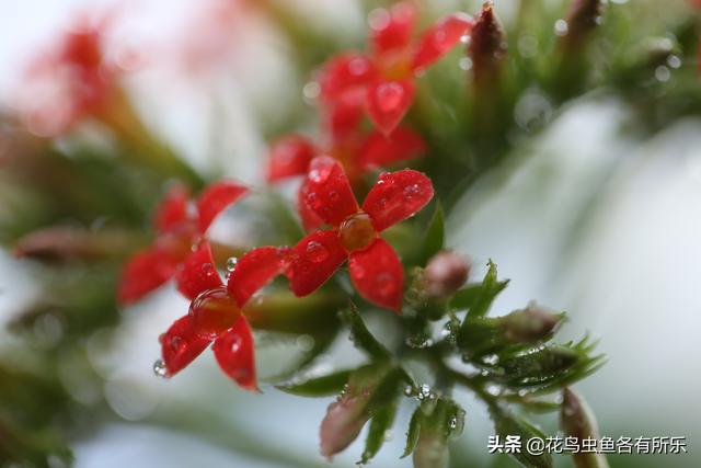 盆栽花卉施肥,盆栽花卉施肥用量