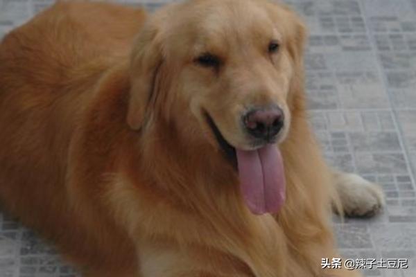 金毛犬怎么訓練?金毛犬怎么訓練大小便!