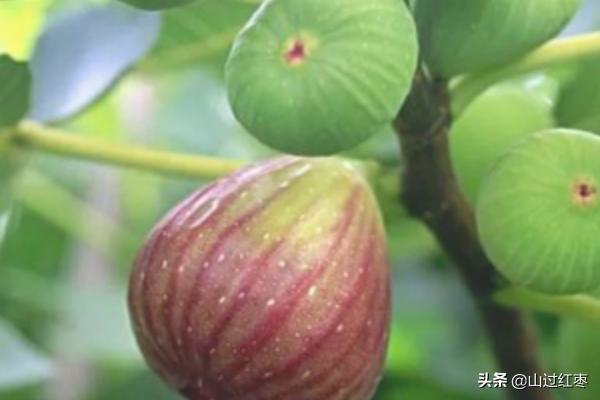 无花果怎么种? 无花果怎么种植方法!