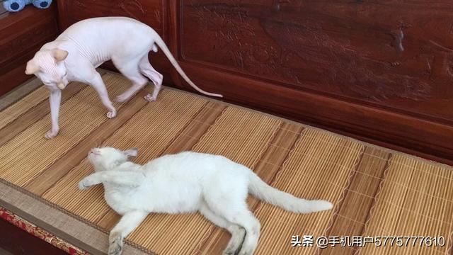 家猫的眼睛为何夜晚不会发光,第9张
