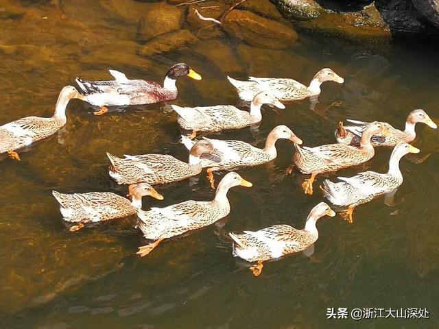 双胞胎饲料返利-双胞胎饲料的销售返点