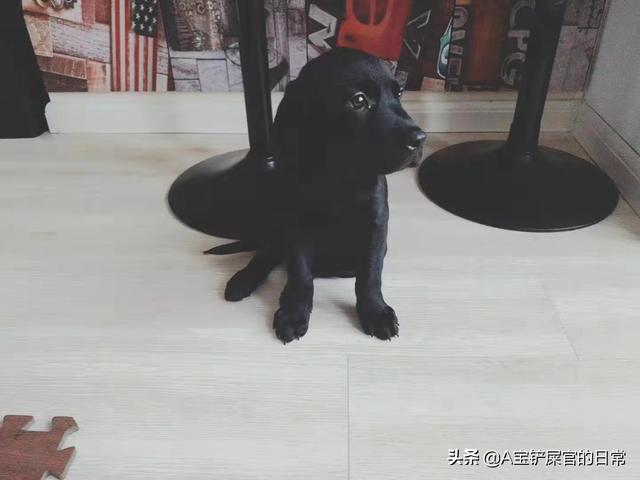 4个月大的拉布拉多犬还能够打疫苗吗,第1张