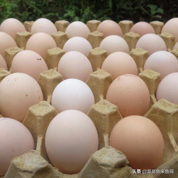 如何标记种鸡苗、种蛋？如何识别种鸡蛋