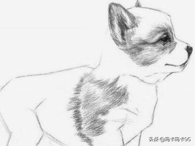 [素描动物]怎样画动物素描？