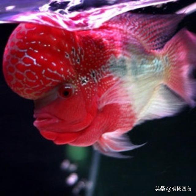 寵物人圖片?寵物人頭像!