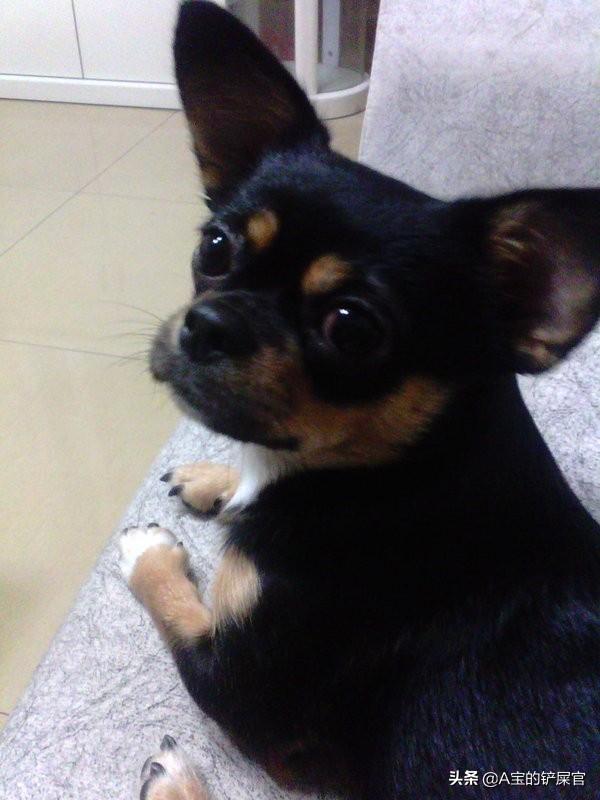 小型犬（吉娃娃类）吃鸡骨头行不行？回答请附理由。谢谢？
