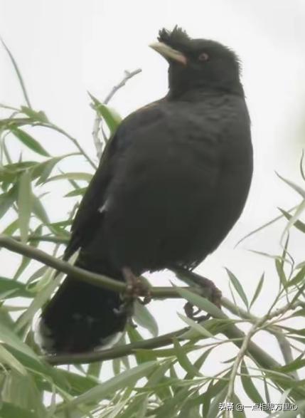 怎样快速的教八哥学说话,第1张