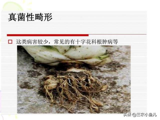 绿色大棚瓜果蔬菜种植，绿色大棚瓜果蔬菜种植方法