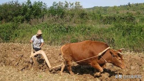 如何养殖耕牛-如何养殖耕牛视频