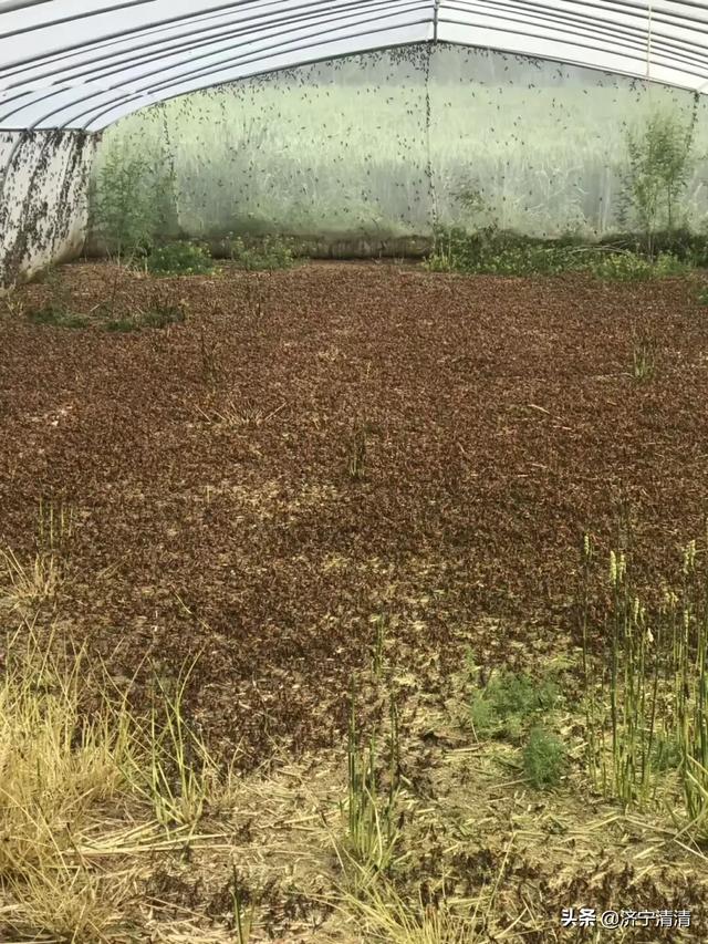 野生石蛙有没有寄生虫_野生石蛙有没有寄生虫呢
