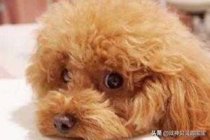 海外生活 泰迪，海外生活 泰迪图片