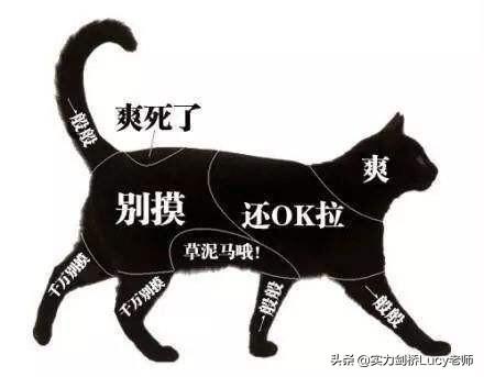 猫为什么不让抱，如何改变它的这个习惯