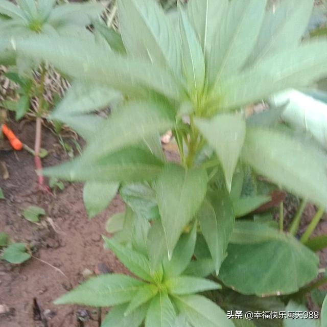 花卉肥料 养护方法