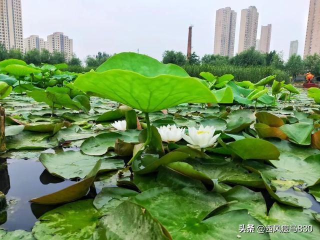 大连前关足球队