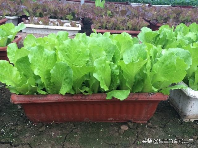 想在阳台种植什么菜,想在阳台种植什么菜好