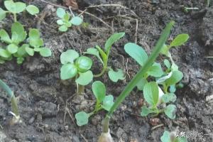 蔬菜种子阳台种植，蔬菜种子阳台种植方法