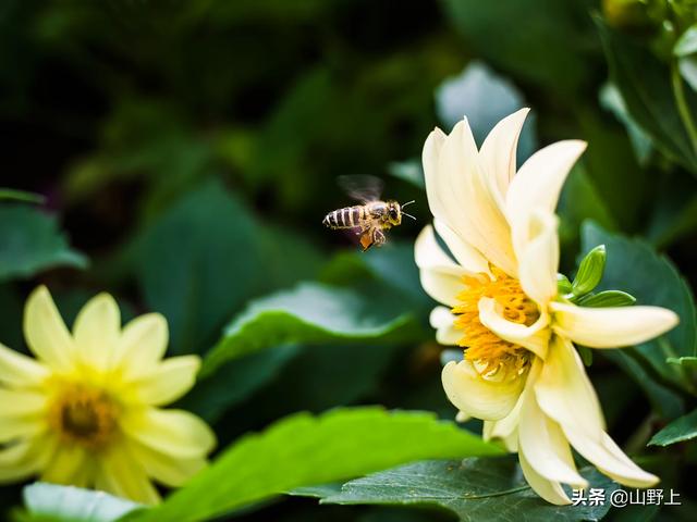 花卉摄影时应该?花卉摄影时应该注意什么!