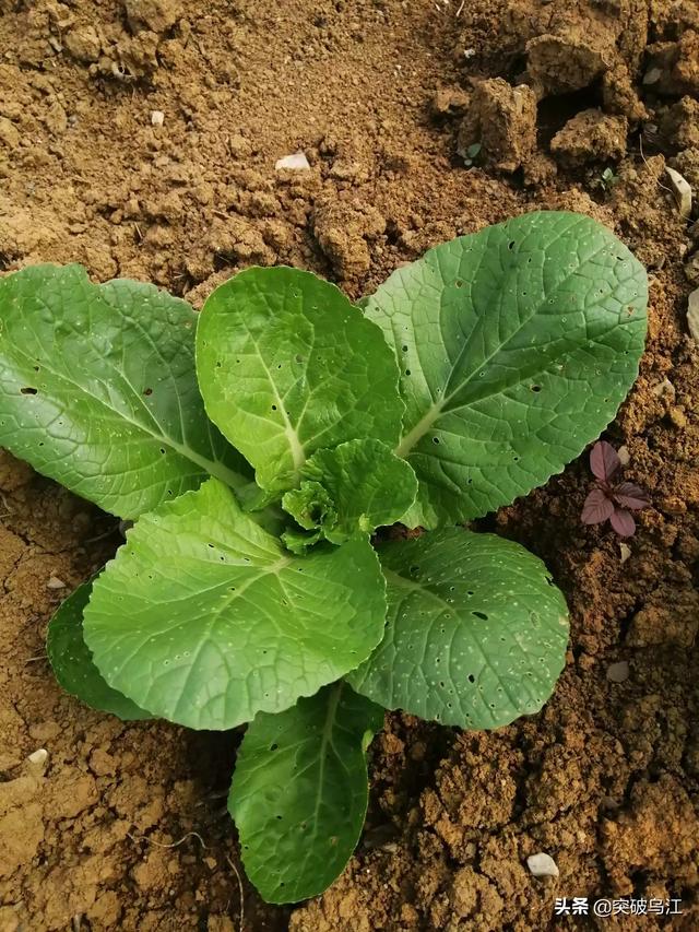 有机蔬菜种植要求，有机蔬菜种植要求标准