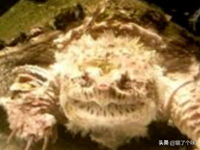 佛鳄龟怎么养才爆刺,第5张