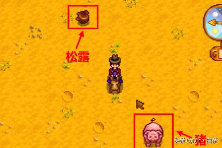 [村民挖到1.7kg松露]贵州野生松露生长在什么地方？