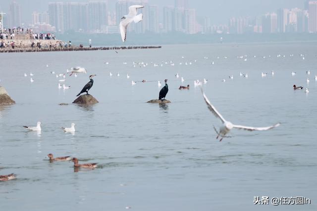 深圳湾体育中心足球*-*深圳湾体育中心足球场