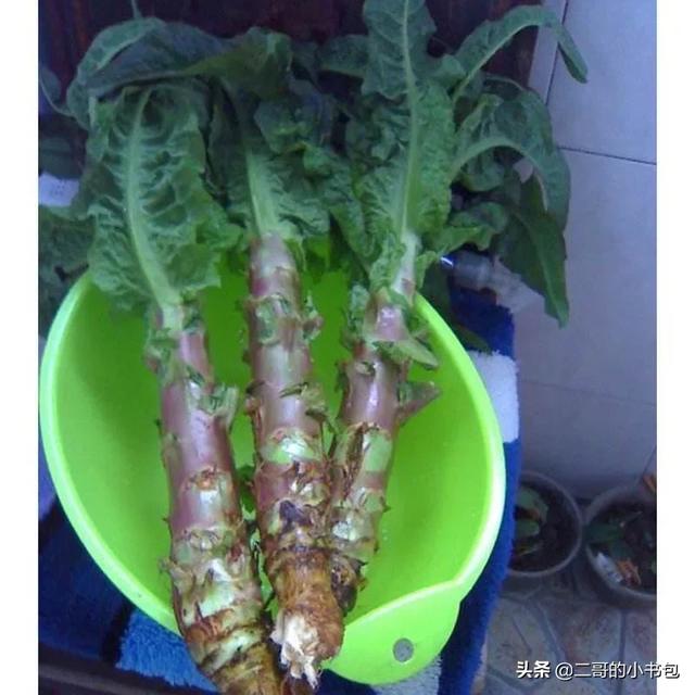 海外生活超市卖菜，海外生活超市卖菜怎么样