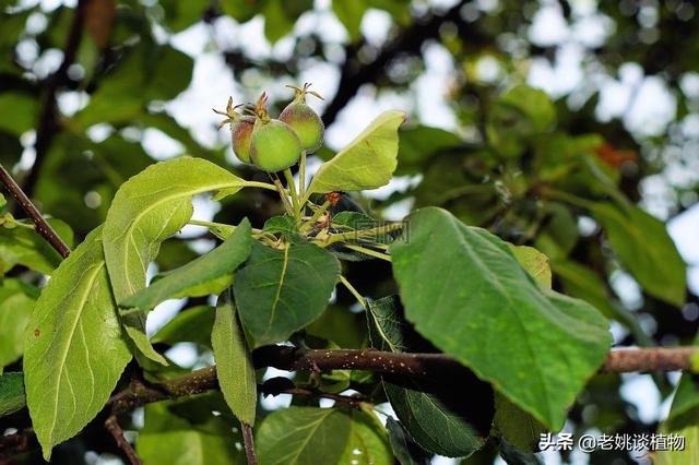 冬天给花施什么肥料-冬天给花施什么肥料好