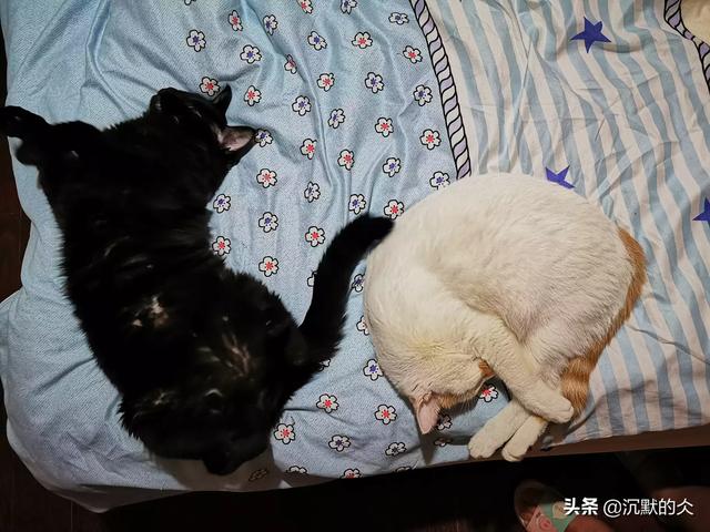 大熊猫扑倒饲养员（如被熊猫袭击扑倒，危及性命时将熊猫打死，是否属正当防卫？）