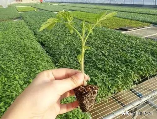 发芽地牢远古攻略 发芽地牢66层  第2张
