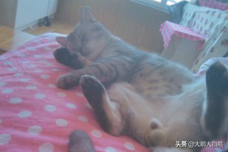 喵咪最新破解版apk 求喵咪app破解版ios-第2张图片-春华游戏网