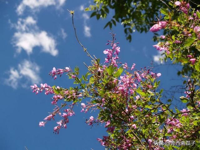 怎么种花树,怎么种花树能让根长出根艺