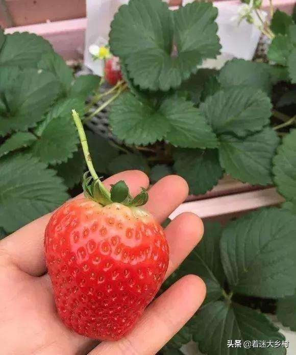 阳台草莓种植方法,阳台草莓种植方法和时间