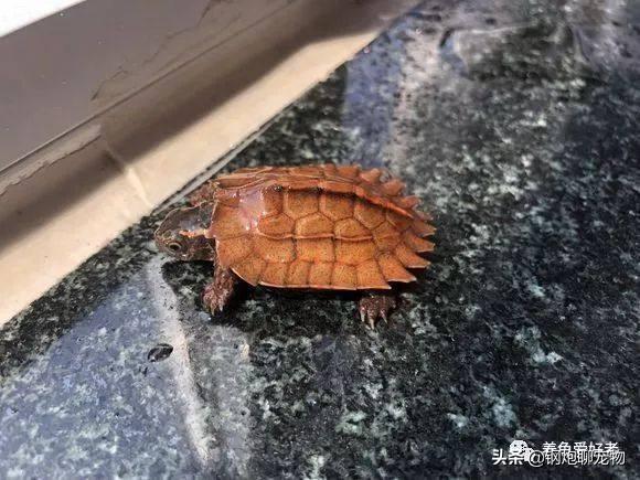 養什么寵物不麻煩?養什么寵物不麻煩又能互動!