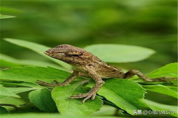 宠物蜥蜴?宠物蜥蜴品种!