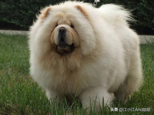 松狮犬图片?松狮犬图片多少钱一只!