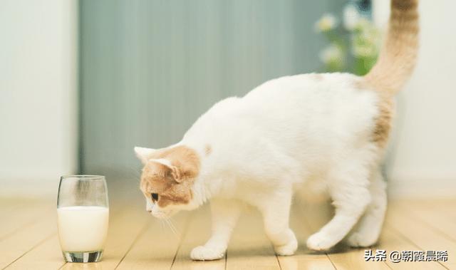 猫咪变瘦了是怎么回事(图7)
