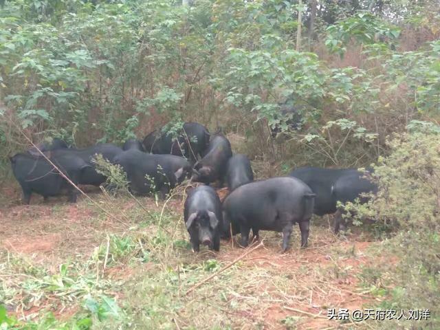 为什么粮食价格会高于生猪，为什么粮食价格会高于生猪价格