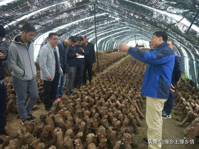 蘑菇香菇种植技术视频 蘑菇香菇种植技术视频教程