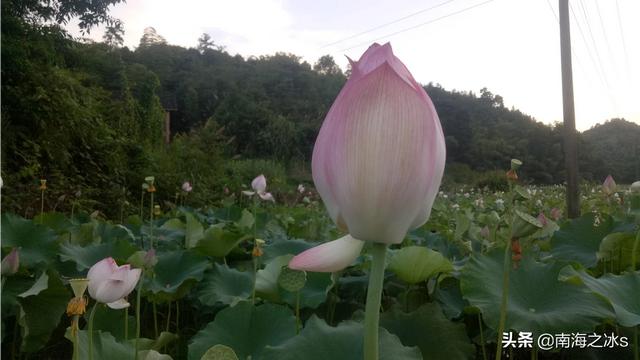 随州花卉宾馆无线?随州花卉市场!