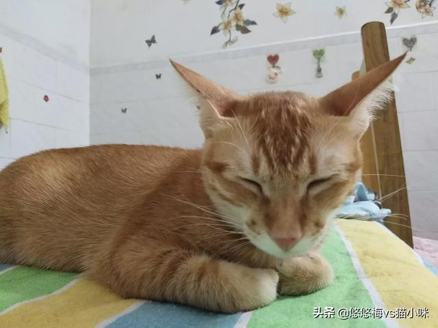 猫为什么变得懒了,第2张
