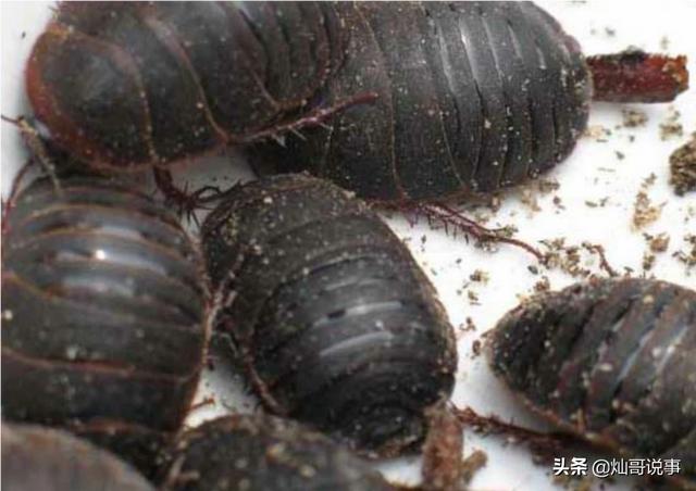 土元养殖前景利润如何 养殖土元的成本与利润是个什么情况？