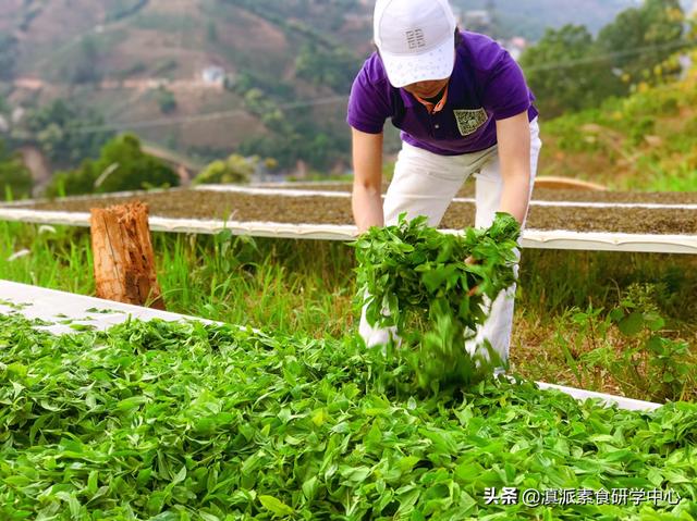 云南普洱市思茅区摘樱桃农庄排名一览表,思茅哪里可以摘樱桃