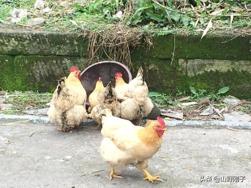 怎么养殖家鸡